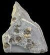 Ammonite Fossil Slab - Marston Magna Marble #63516-1